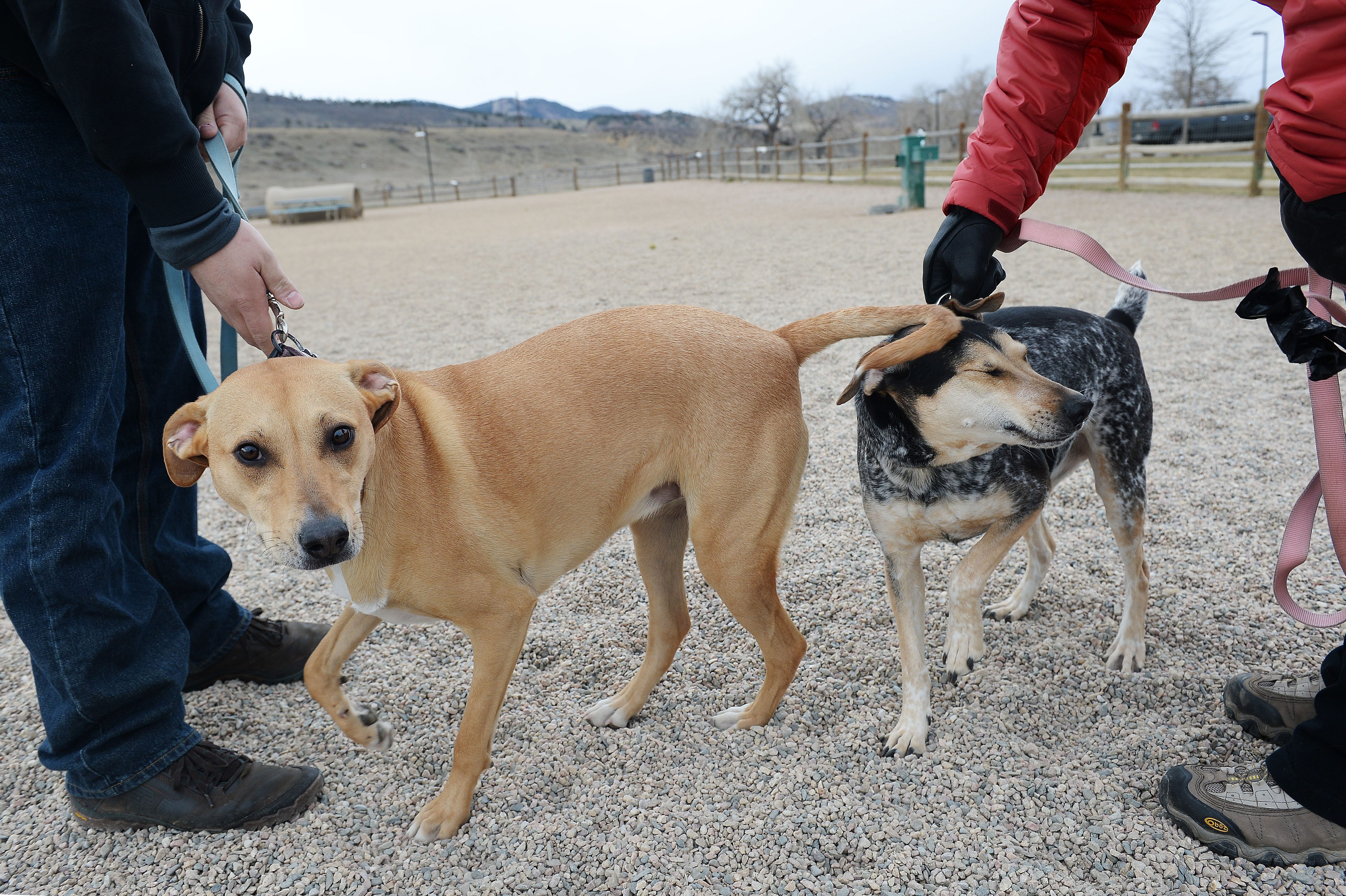 wilderness dog leash
